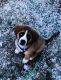 Mixed Puppies for sale in Malvern, OH 44644, USA. price: NA