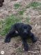 Mixed Puppies for sale in East Earl, PA 17519, USA. price: NA
