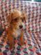 Mixed Puppies for sale in Locust, NC 28097, USA. price: $300