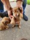 Mixed Puppies for sale in Houston, TX 77009, USA. price: NA