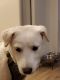 Mixed Puppies for sale in Laguna Hills, CA 92637, USA. price: NA