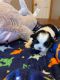 Mixed Puppies for sale in Plymouth, NY 13832, USA. price: $500