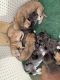 Mixed Puppies for sale in Galax, VA 24333, USA. price: $1,100