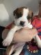 Mixed Puppies for sale in Springfield, MA, USA. price: $650