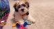 Mixed Puppies for sale in West Chester Township, OH, USA. price: $2,500