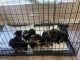 Mixed Puppies for sale in Tavares, FL 32778, USA. price: $950