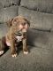 Mixed Puppies for sale in Portland, OR 97267, USA. price: NA