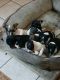 Mixed Puppies for sale in Sunbury, PA 17801, USA. price: $300