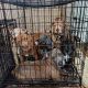 Mixed Puppies for sale in Brandon, FL, USA. price: $550