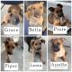 Mixed Puppies for sale in Riverside, CA, USA. price: $150