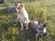 Mixed Puppies for sale in Whitesboro, TX 76273, USA. price: $75
