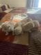 Mixed Cats for sale in Goodwell, OK 73939, USA. price: NA