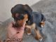 Mixed Puppies for sale in Los Angeles, CA, USA. price: $120