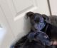 Mixed Puppies for sale in Jacksonville, FL, USA. price: $250