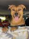 Mixed Puppies for sale in Naples, FL, USA. price: NA