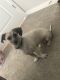 Mixed Puppies for sale in Chicago, IL, USA. price: $350