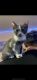 Mixed Cats for sale in Fontana, CA, USA. price: NA