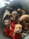 Mixed Puppies for sale in Moundridge, KS 67107, USA. price: NA
