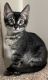 Mixed Cats for sale in Weston, FL, USA. price: NA