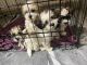 Mixed Puppies for sale in Burnsville, MN, USA. price: $850