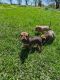 Mixed Puppies for sale in Whitley County, IN, USA. price: NA