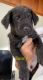 Mixed Puppies for sale in Revere, MA, USA. price: $1,000