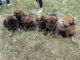 Mixed Puppies for sale in Conrad, MT 59425, USA. price: $500