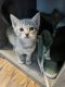 Mixed Cats for sale in Pikeville, NC 27863, USA. price: NA
