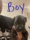 Mixed Puppies for sale in Charlotte, NC, USA. price: $600