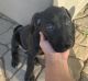 Mixed Puppies for sale in Riverside, CA, USA. price: $350
