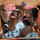 Mixed Puppies for sale in Staten Island, NY, USA. price: NA