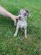 Mixed Puppies for sale in Oceana, WV 24870, USA. price: $650