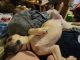 Mixed Puppies for sale in Roanoke, VA, USA. price: NA