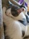 Mixed Cats for sale in Hemet, CA, USA. price: $35