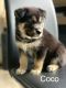 Mixed Puppies for sale in Auburn, WA, USA. price: NA