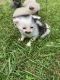 Mixed Cats for sale in Redmond, WA, USA. price: $130