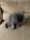 Mixed Cats for sale in Moses Lake, WA 98837, USA. price: $30