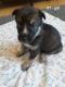 Mixed Puppies for sale in Reno, NV 89502, USA. price: NA