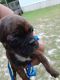 Mixed Puppies for sale in 851 Limestone Ct, Aiken, SC 29801, USA. price: NA