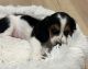 Mixed Puppies for sale in 13404 NE 100th St, Vancouver, WA 98682, USA. price: NA