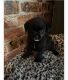 Mixed Puppies for sale in Middleburgh, NY, USA. price: $300