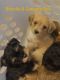Mixed Puppies for sale in Memphis, TN, USA. price: NA