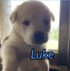 Mixed Puppies for sale in Lebanon, PA, USA. price: NA