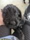 Mixed Puppies for sale in Tacoma, WA 98404, USA. price: $800