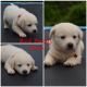 Mixed Puppies for sale in Nebo, NC 28761, USA. price: NA
