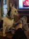 Mixed Puppies for sale in Middleburgh, NY, USA. price: $350