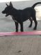 Mixed Puppies for sale in Arlington, TX, USA. price: NA