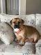 Mixed Puppies for sale in Colorado Springs, CO, USA. price: $20