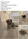 Mixed Puppies for sale in Cocoa, FL, USA. price: $1,000