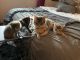 Mixed Cats for sale in San Jose, CA 95138, USA. price: NA